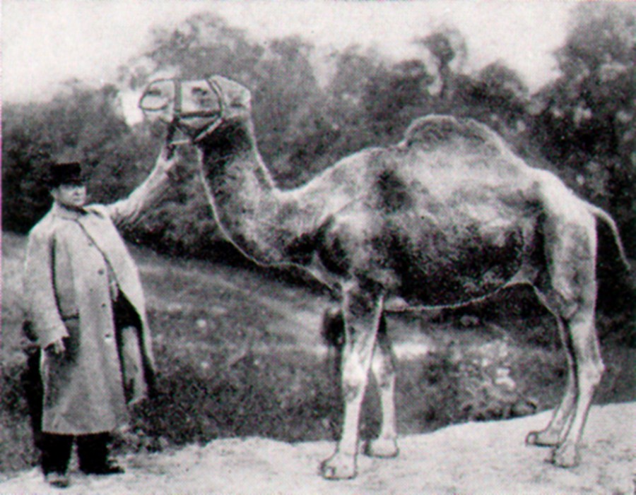 El camello old Joe fotografiado para la campaña publicitaria.