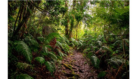 El vínculo entre el bosque y el diseño